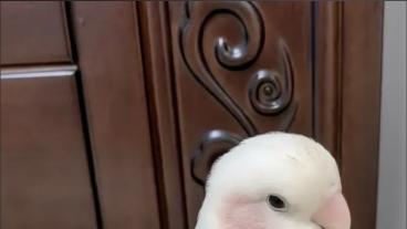 如何从羽纹判断鹦鹉的营养状况？