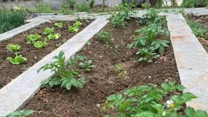 种植土豆有技巧，科学追肥是关键，一棵多产靠方法