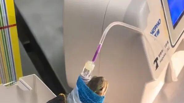 小动物生的病能有多神奇