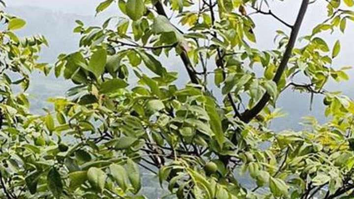 腐殖酸螯合营养液，适用于西藏那曲高寒地区，地埋式滴灌防冻技术助力核桃仁真空充氮