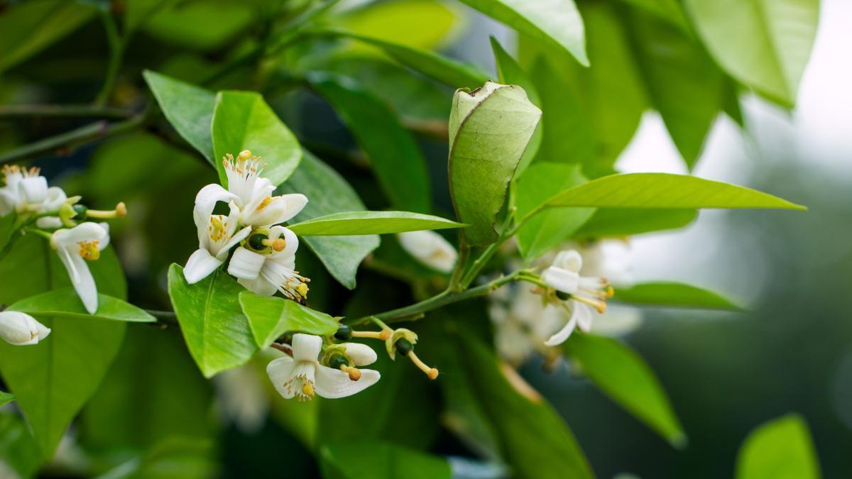 柚子树何时开花？花期早晚如何影响柚子产量？