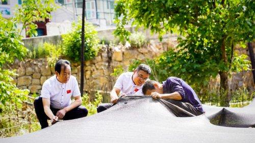 从 “试试看” 到 “带头干”，振东牵起药农共富链