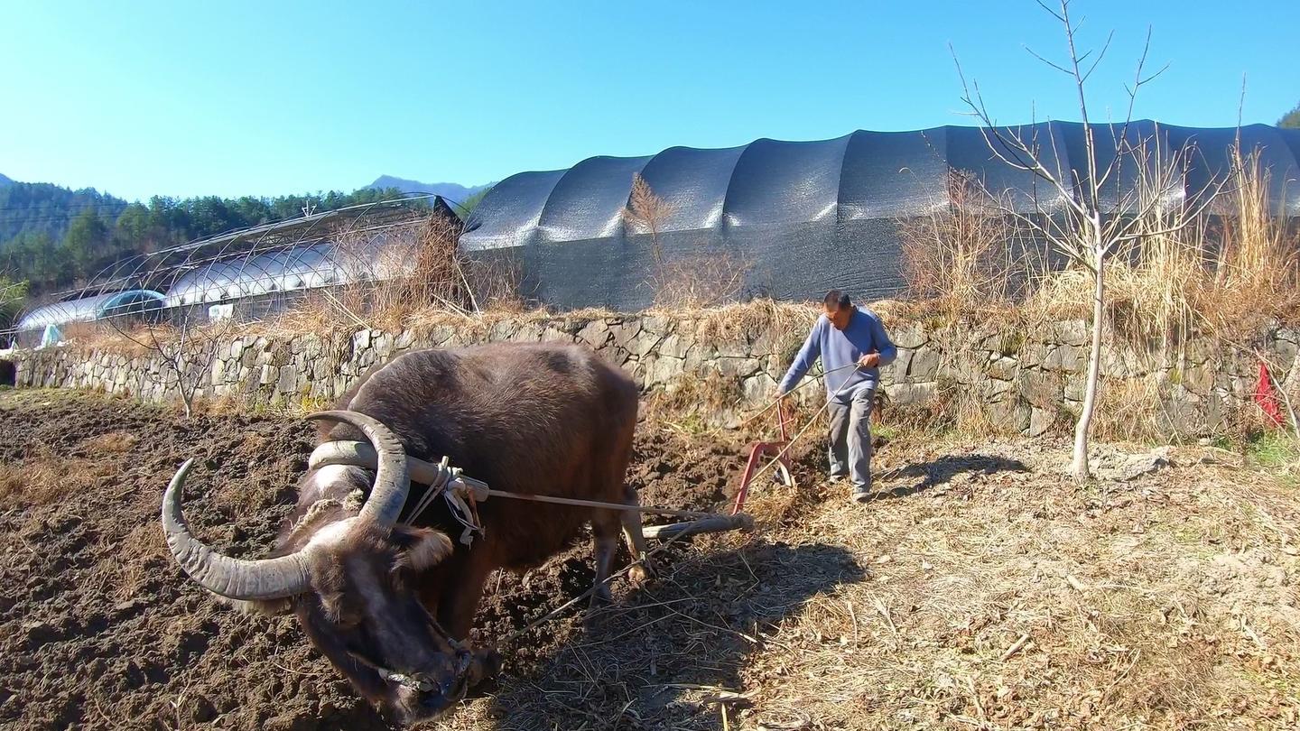 为什么古代人类没有驯服更为强壮的犀牛用来耕地？