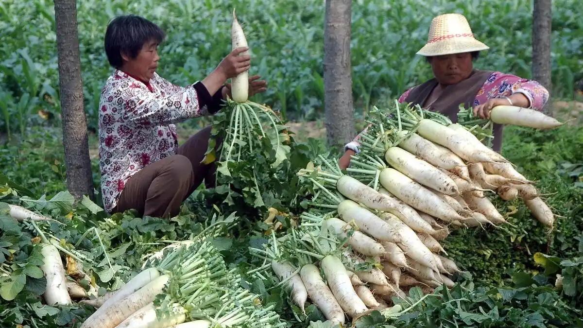 青萝卜、白萝卜和胡萝卜：种植和食用区别你都了解吗？