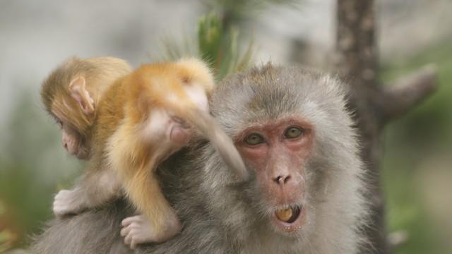 美国将终止所有猴子研究，200只恒河猴和豚尾猴参与的研究工作停止