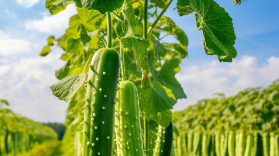 种植黄瓜、丝瓜和苦瓜的技巧，掌握这几招，高产又好吃