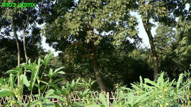 植株生长势评估方法研究，蓟马生物防治技术应用，海南秋葵幼苗期23天管理案例分析