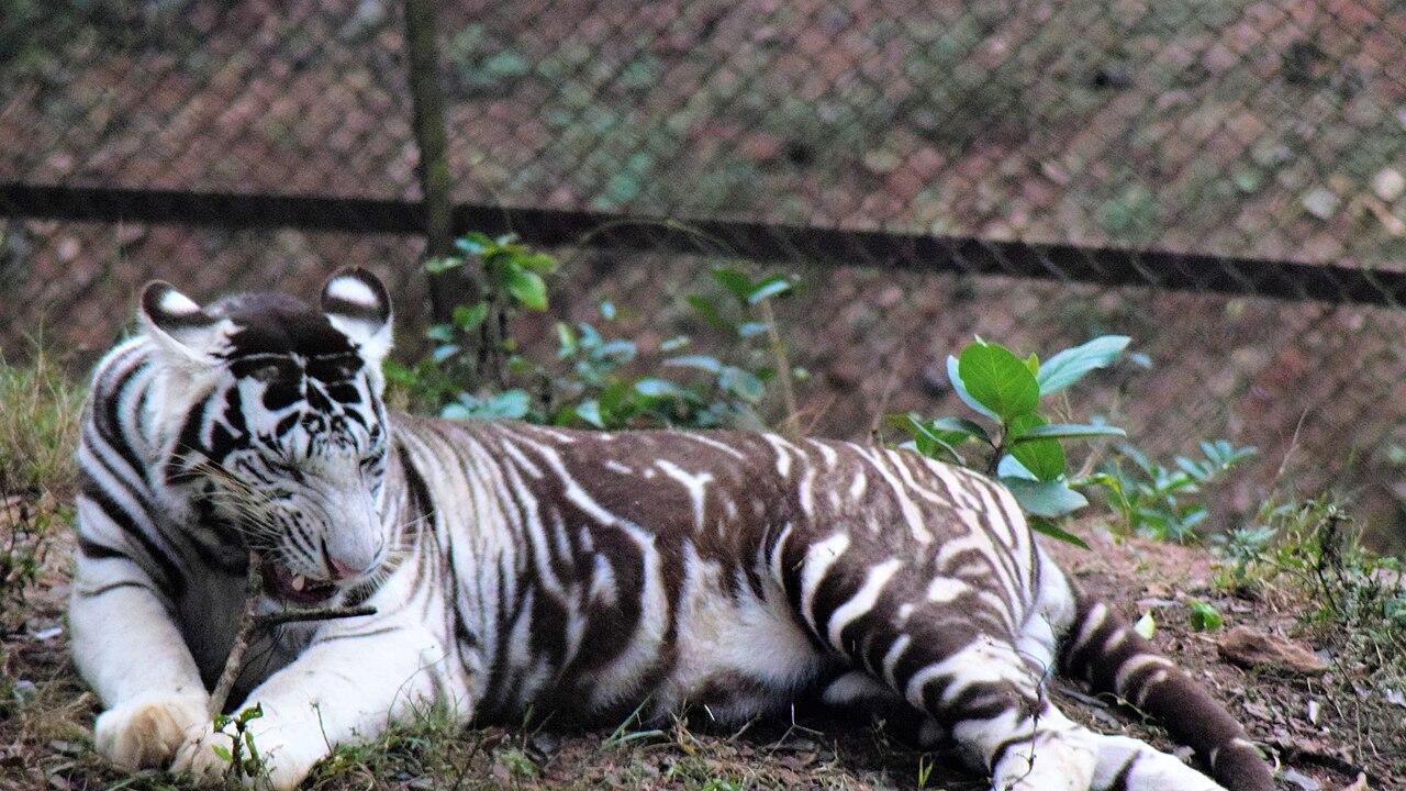 独特的白虎！为何动物园里的白虎，大多是同一只孟加拉虎的后代？