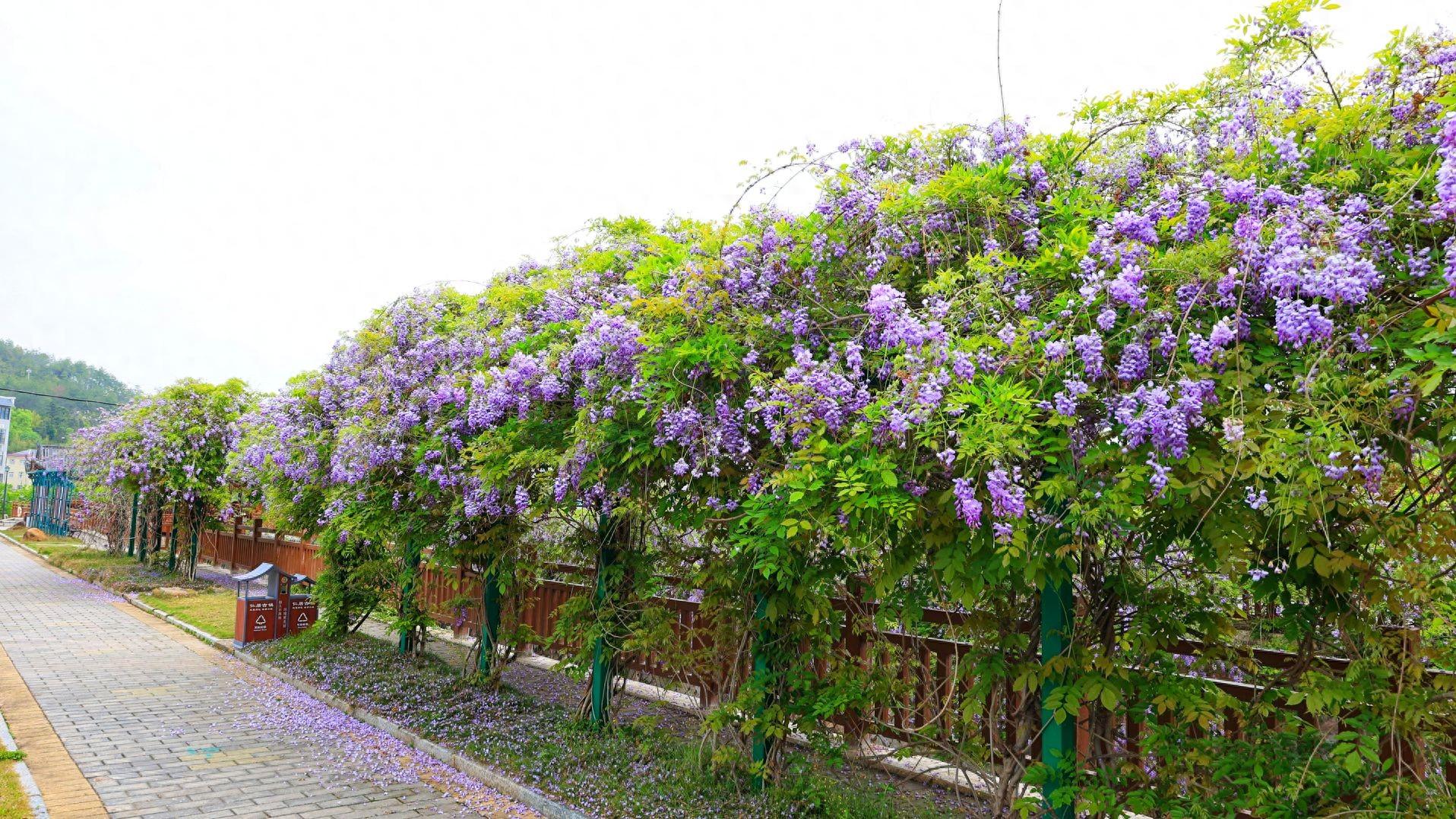 广东平远，仁居河畔紫藤花开