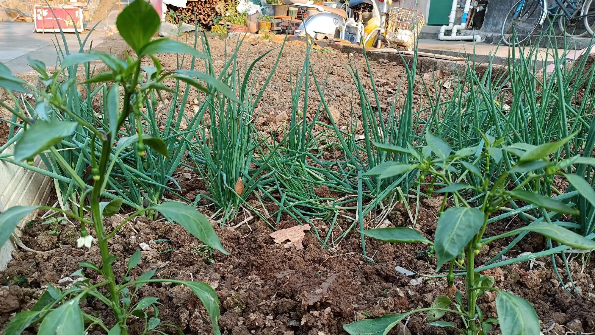 俗话说“清明前后，种瓜点豆”，湖南农村，6种蔬菜可以种植了