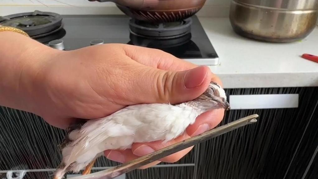 孵化芦丁鸡遭遇病菌感染，雏鸡危在旦夕，防疫妙法解危机