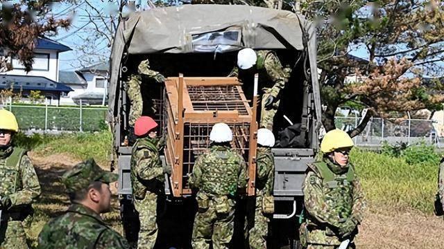 日本警察持步枪上街斗熊，是无奈之举还是生态悲歌？