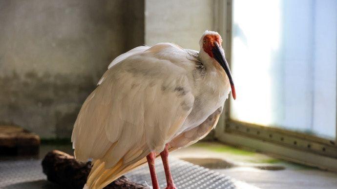 北京动物园朱鹮平平近四十岁去世，见证中国物种保护四十年