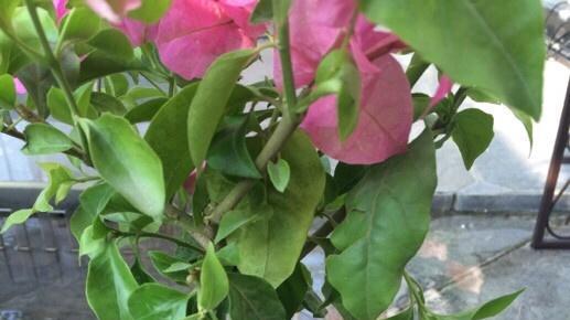 养三角梅一个施肥技巧让你的三角梅开花更多更艳，枝条上全是花