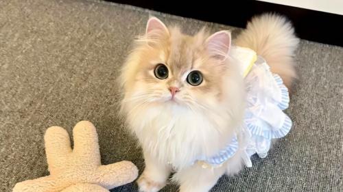 猫咪呕吐能自愈吗？别等小问题拖成大麻烦