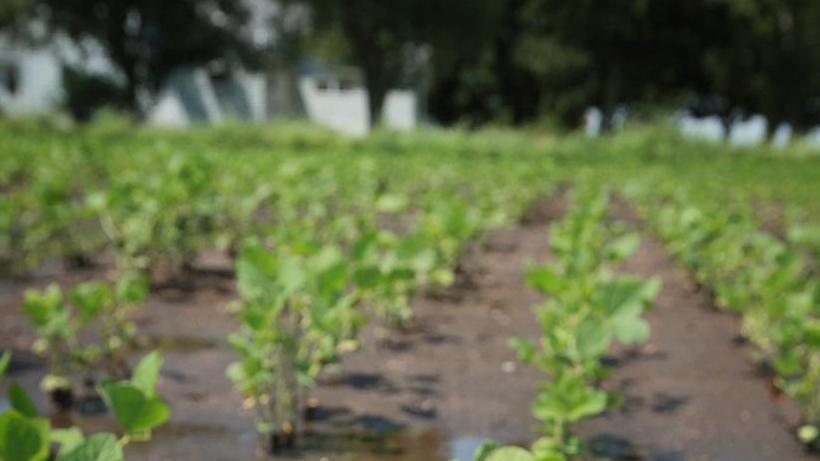 病害防治秘诀：大豆高产种植技术第四讲