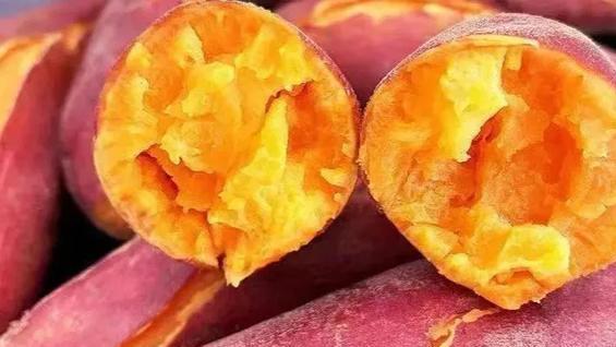 板栗薯、西瓜红、烟薯种植技巧，营养丰富口感佳，三农种植指南来了