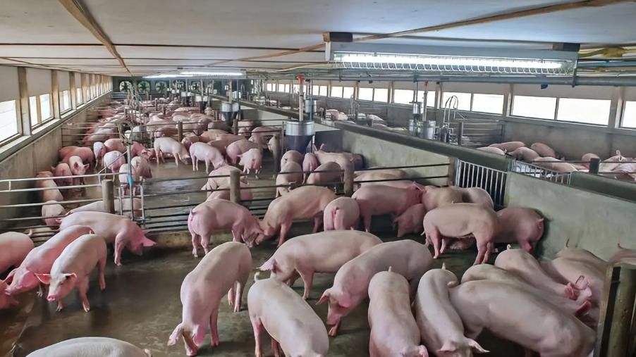 猪粪变“碳资产”？新CCER政策让规模化猪场多一条增收路径