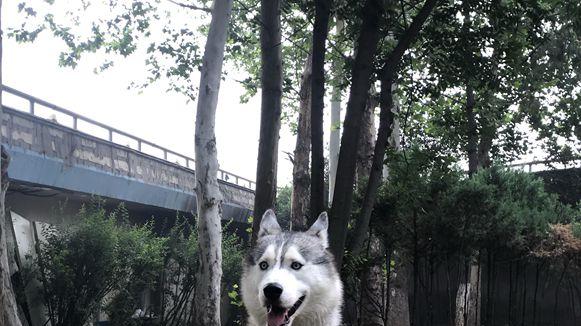 社交过剩管理，换毛期饮食调整，极地科考日志，哈士奇游牧民族伙伴史