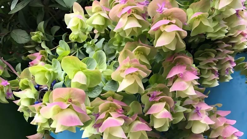 这种花被名字