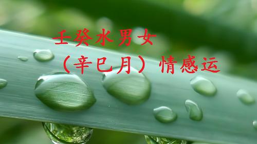 壬癸水男女，2025乙己年，（辛巳月）情感运