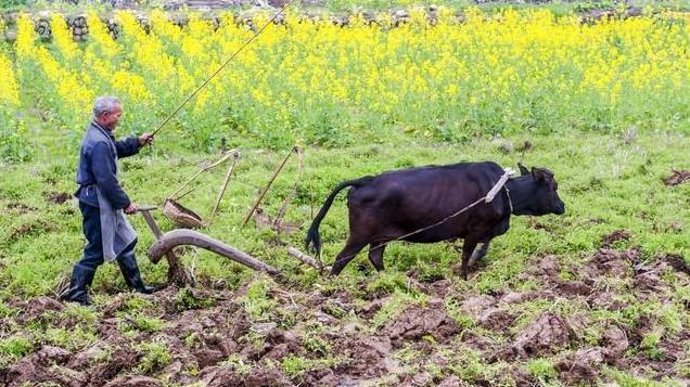 “最怕腊月初三是晴天”，今日腊月初三，腊月初三晴天啥预兆？