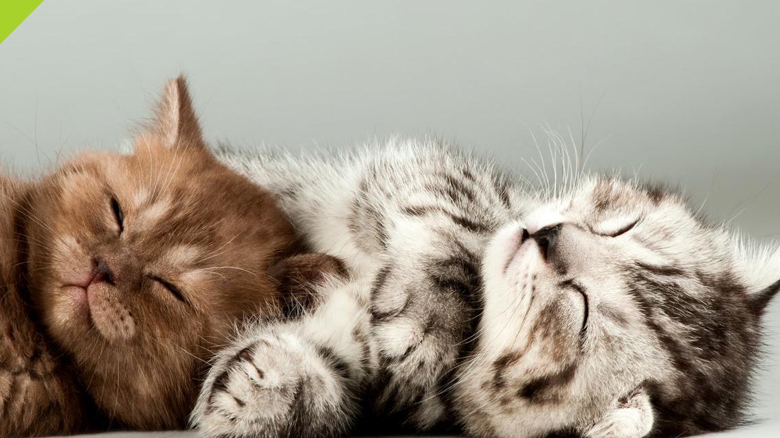 猫罐头哪个牌子好又安全？2025经济又安全的猫罐头品牌推荐！