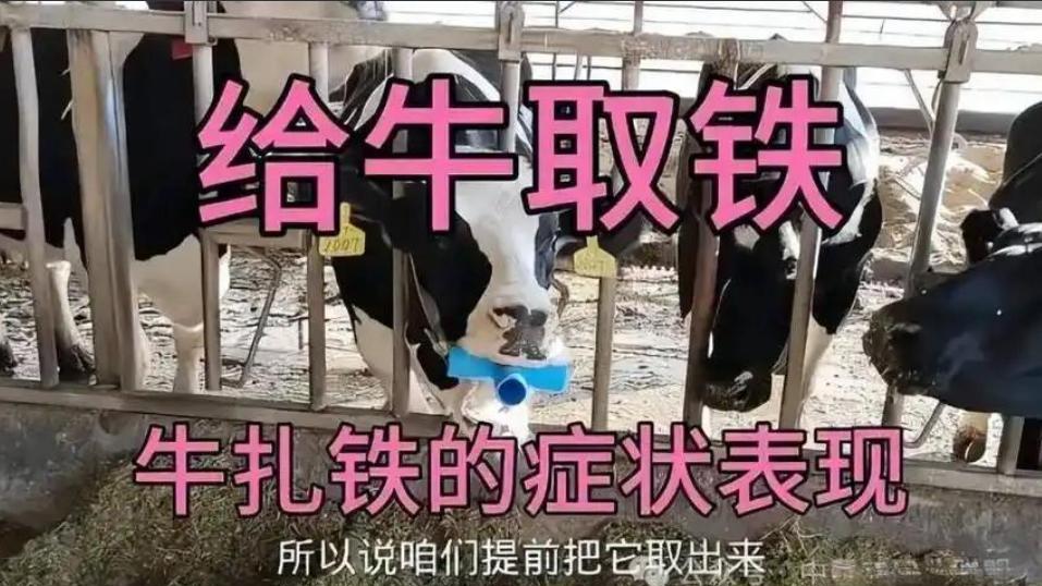 我的人生记忆之十三：初中的浑浑噩噩（二）