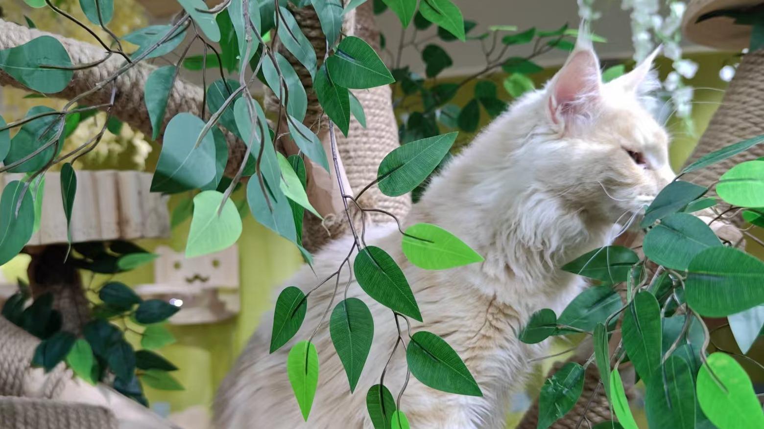 猫咪总躲起来不出来？5 招教你如何克服猫咪胆小行为！