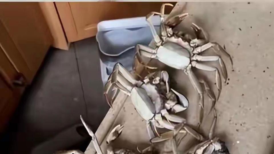 AI合成死蟹视频骗退款？江苏蟹老板遭遇新型消费欺诈