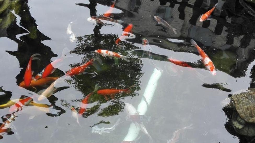 鱼食自制方法，观赏鱼锦鲤营养全，经济实惠又放心​