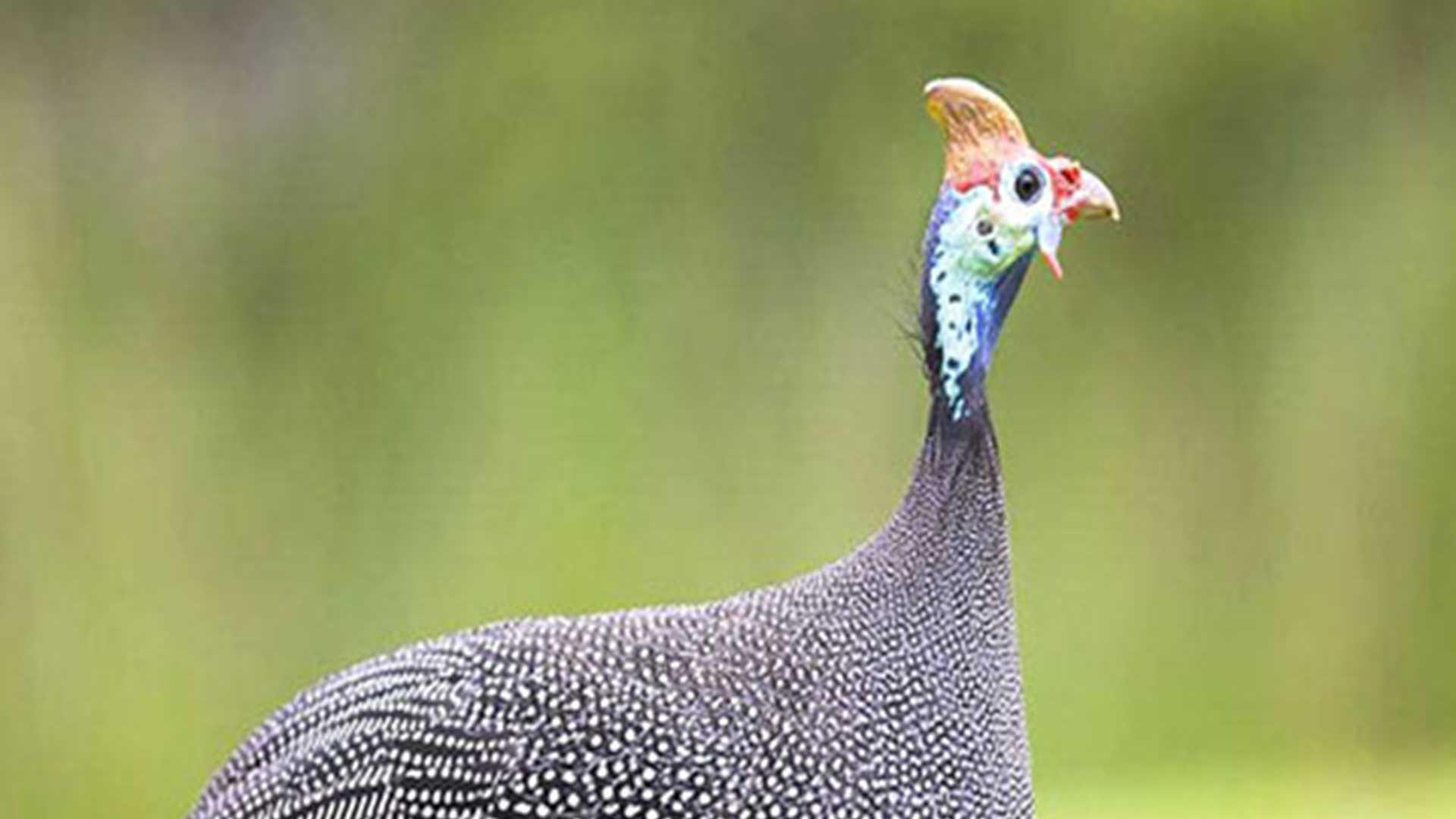 珍珠鸡飞行轨迹监测，电子围栏设置，科技养殖园区，逃逸事件零记录