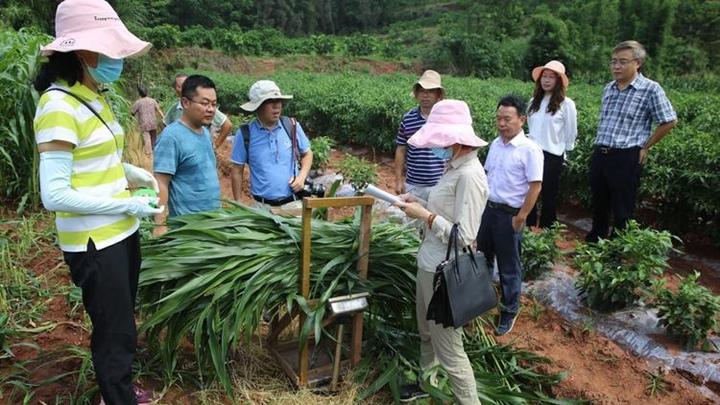 绿肥翻压时机选择，四川干热河谷苏丹草，光伏提灌系统，雨季前紧急收割