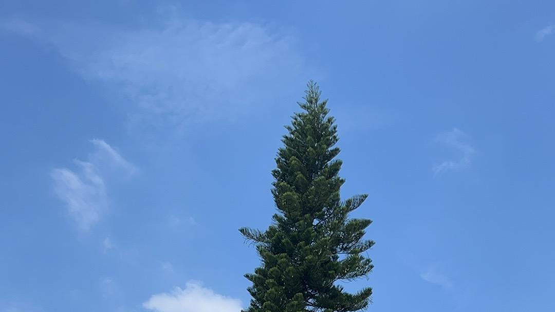 2025乙巳蛇年每日通盛及各生肖运势12月31日