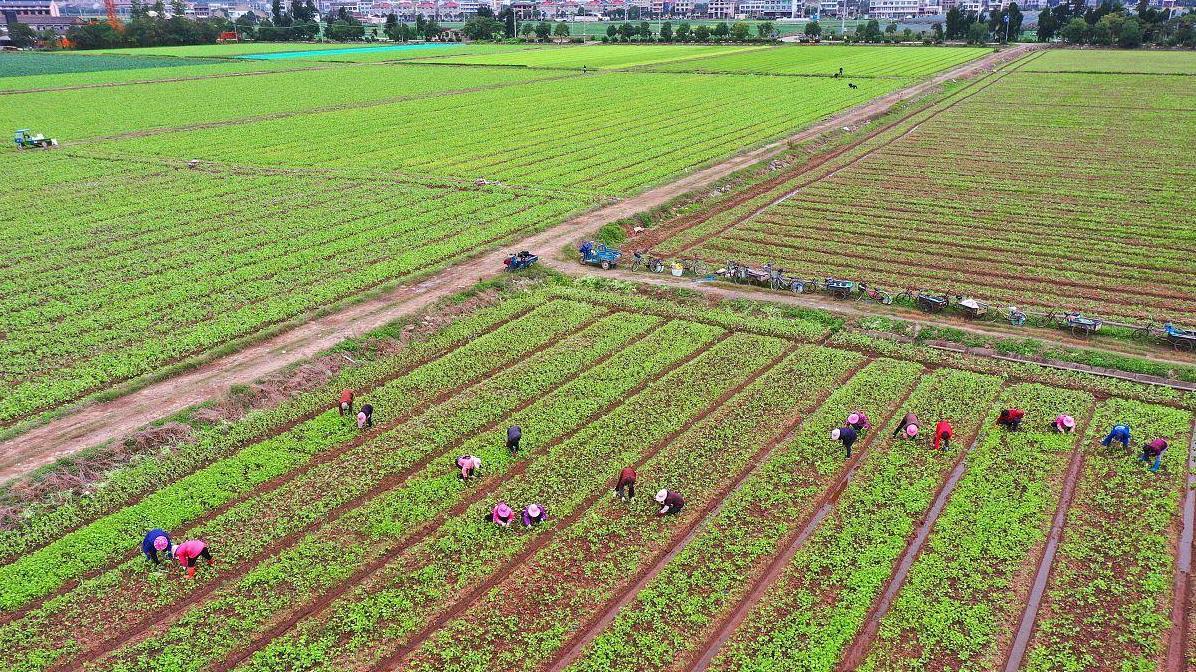 种小青菜用什么肥料最好？看完你就懂了