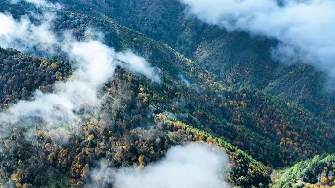 雾漫层林绘彩卷