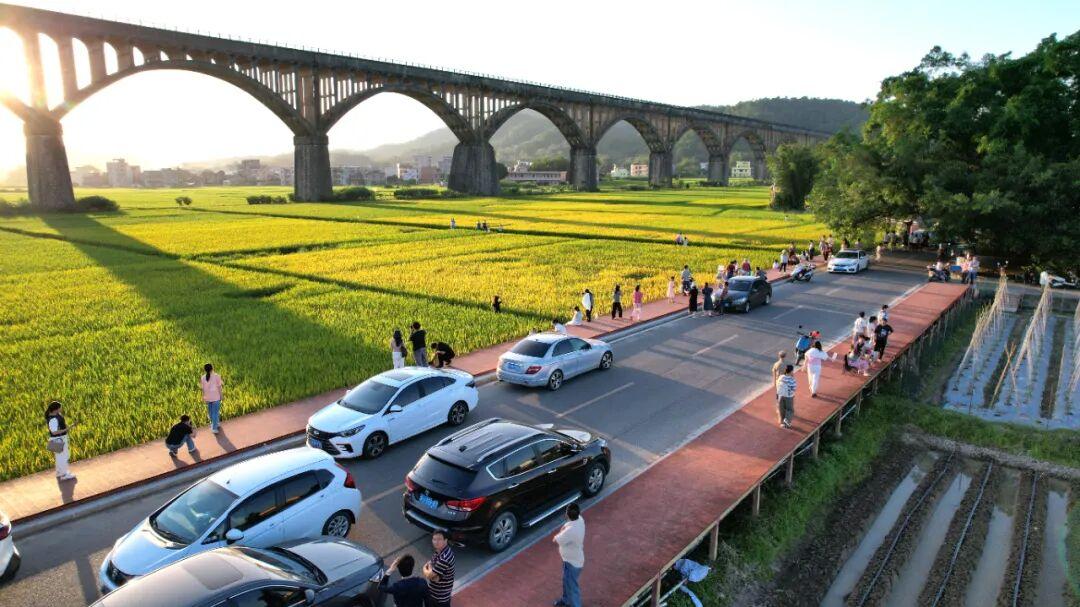 “百千万工程” 三年初见成效丨金色稻浪映渡槽！长岗坡文化休闲旅游区迎来秋游热潮