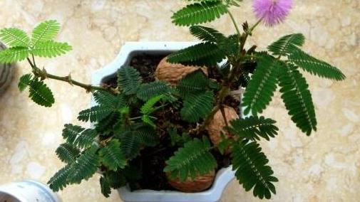 含羞草追肥周期，二十天见效，家庭盆栽养，浓度把控严