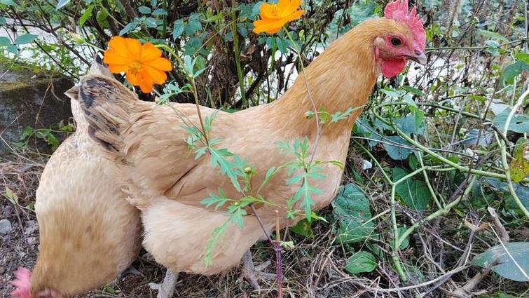鸡种抗病力强弱咋判断，选抗病强种，减少疫病风险