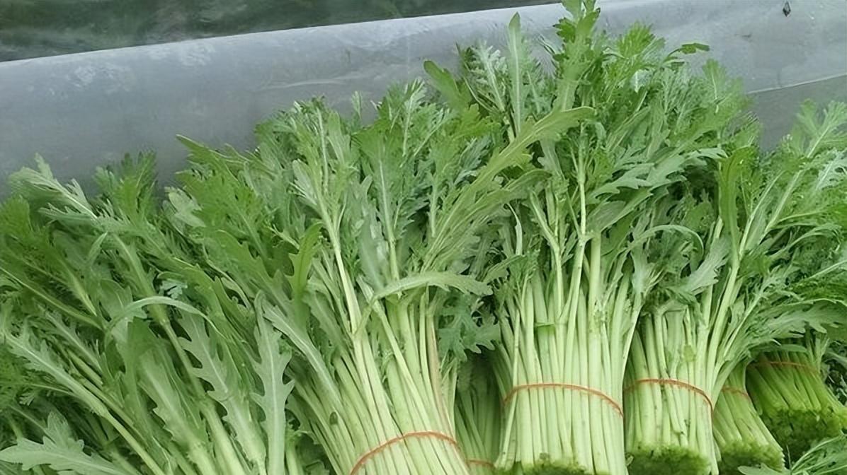 想不到它们这么耐阴！18种蔬菜让你在阴凉处也能享受种植乐趣