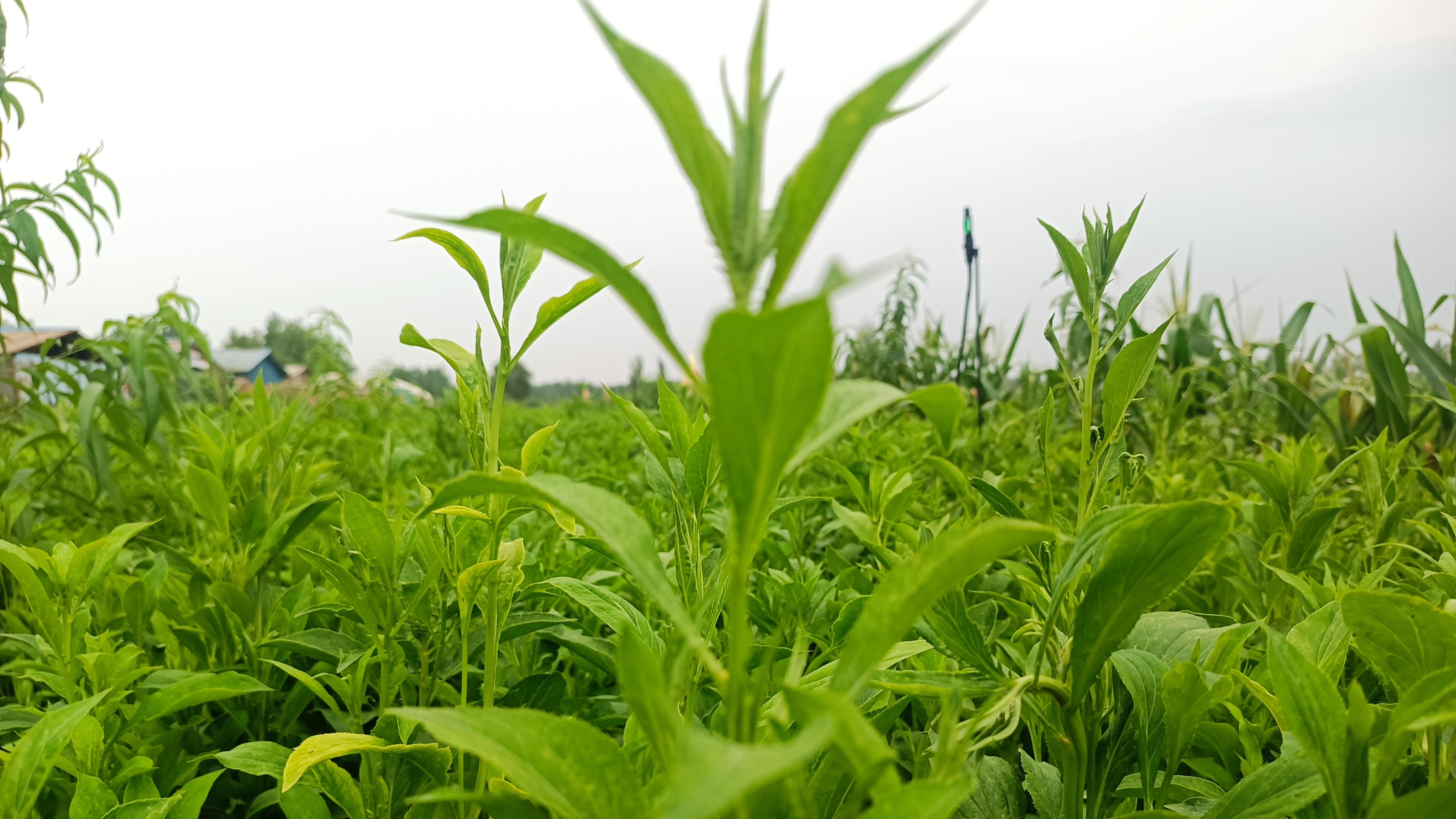 阜阳阜南：中草药白术丰收富乡邻 特色产业赋能乡村振兴