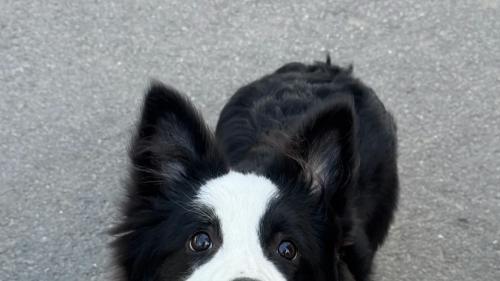 狗狗皮肤瘙痒总挠怎么办呢？兽医宠物药清单救急！