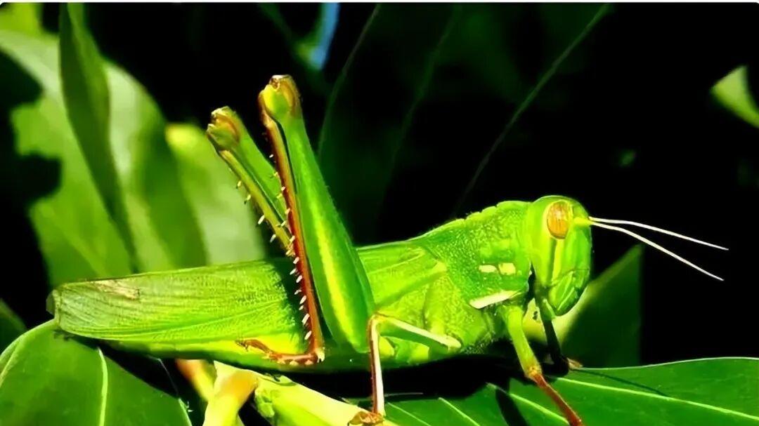 现在很少听说蝗灾了，中国古代频发的蝗灾，为什么绝迹了？