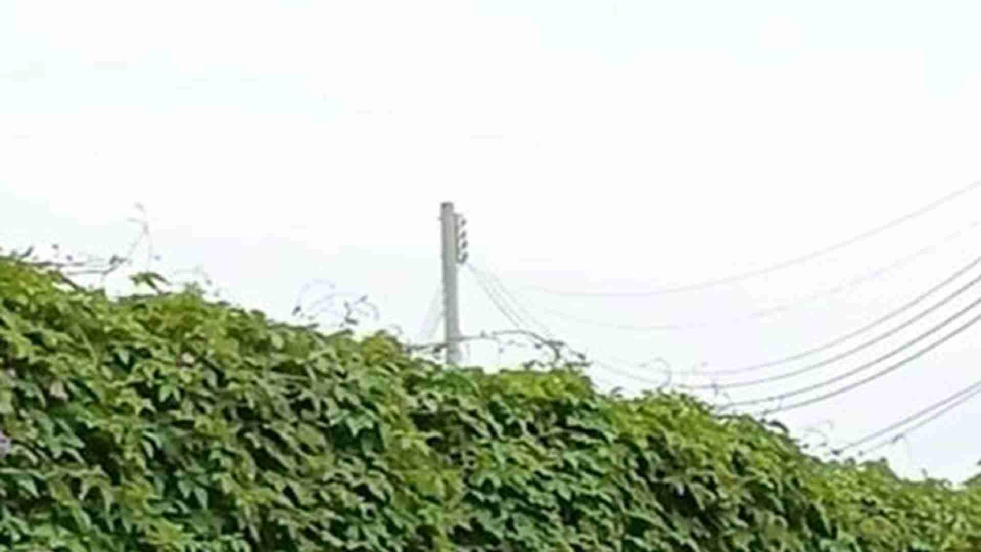 罗威纳工作犬退休，家庭领养适应课程，指令转换三步骤，扑咬欲望疏导法