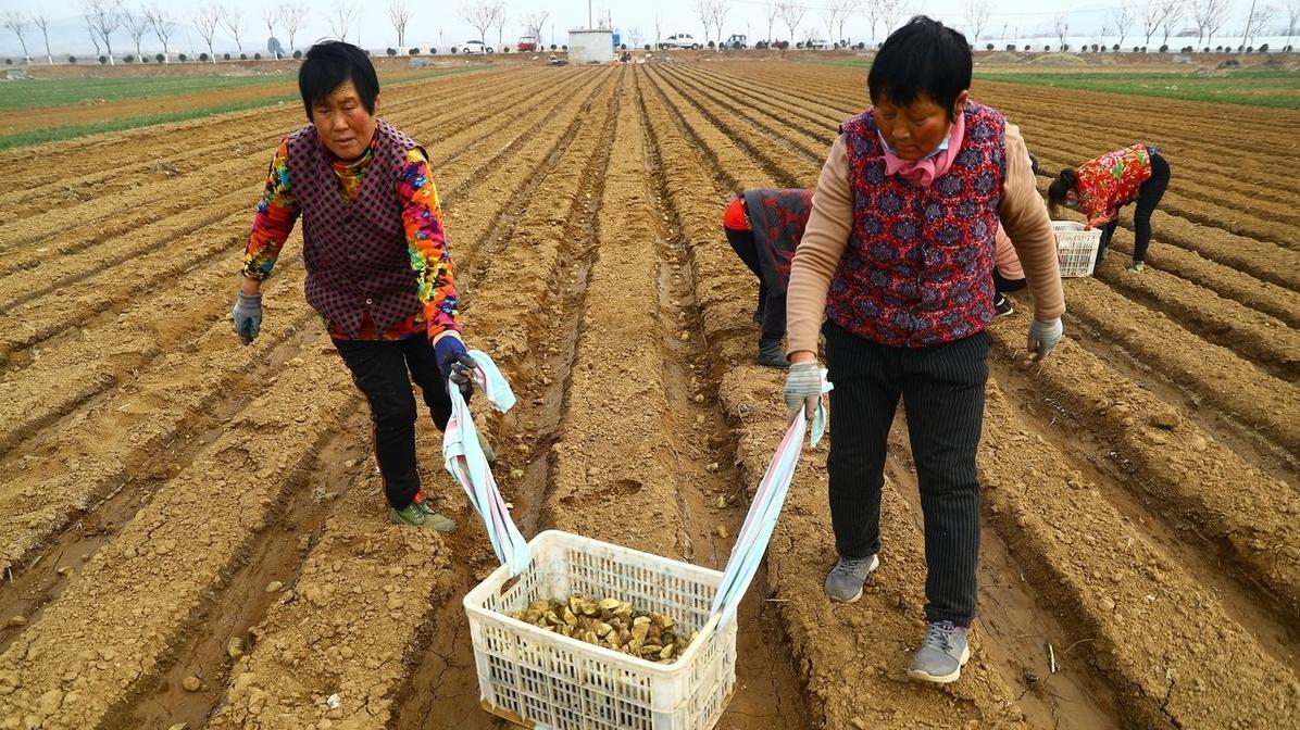 想获得土豆高产？种植时间、芽向和株行距是关键！