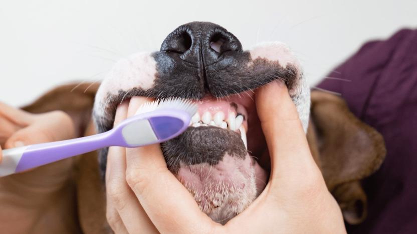 给狗狗刷牙，是不是多此一举？