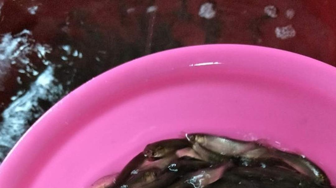 绿色生态养殖草鱼，密度如何契合理念，遵循理念定密度