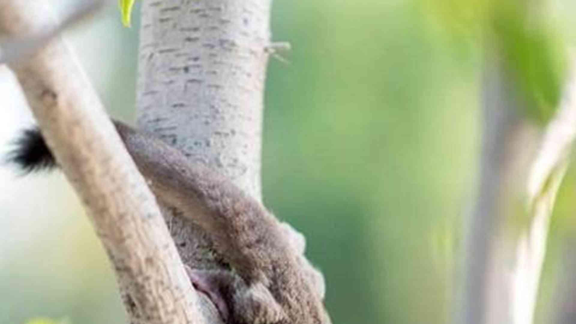 跳跃障碍物设置，转行新手谨记，蜜袋鼯笼具，高度需适宜