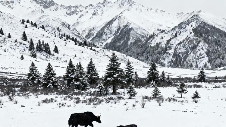 冰雪出行无忧之选，看销量冠军全新领克08 EM-P如何暖冬又暖心