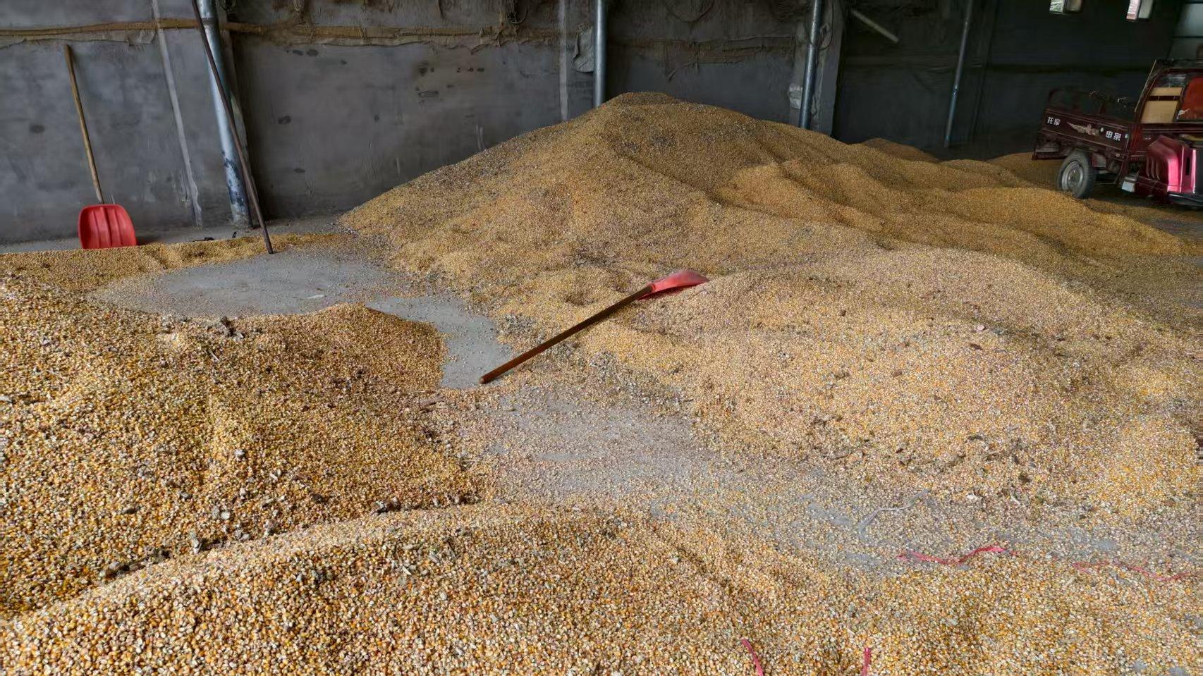 3个很多人不知道的卖粮内幕，尤其最后一个，不少农民会上当